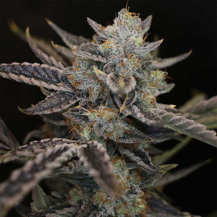 Strawberry Safari V2 Auto 3 seeds