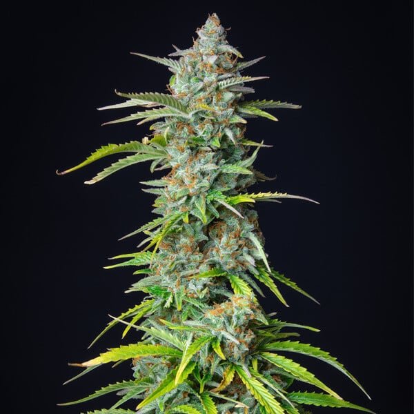 Northern Light Auto - Gas Station