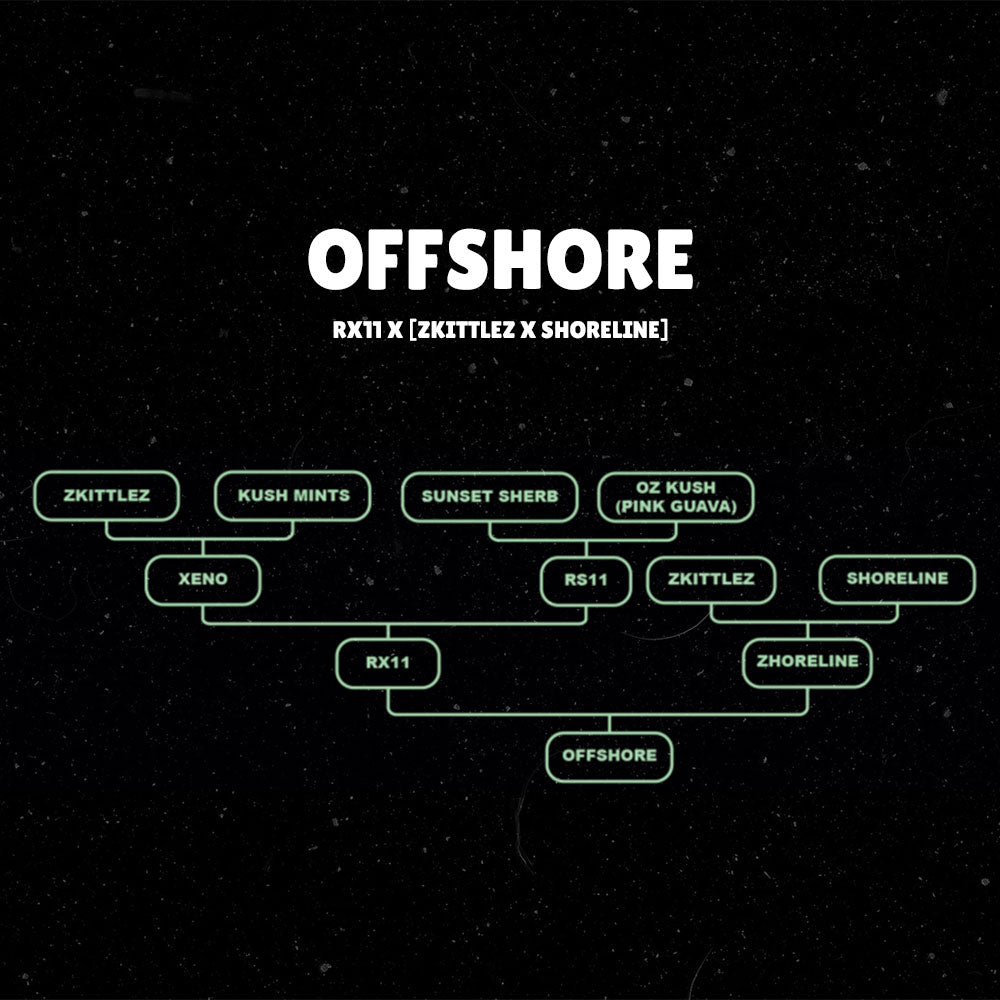 Offshore (RX11 x Zhoreline) 7 - Pack + 3 Freebies Pink Poochie - Gas Station