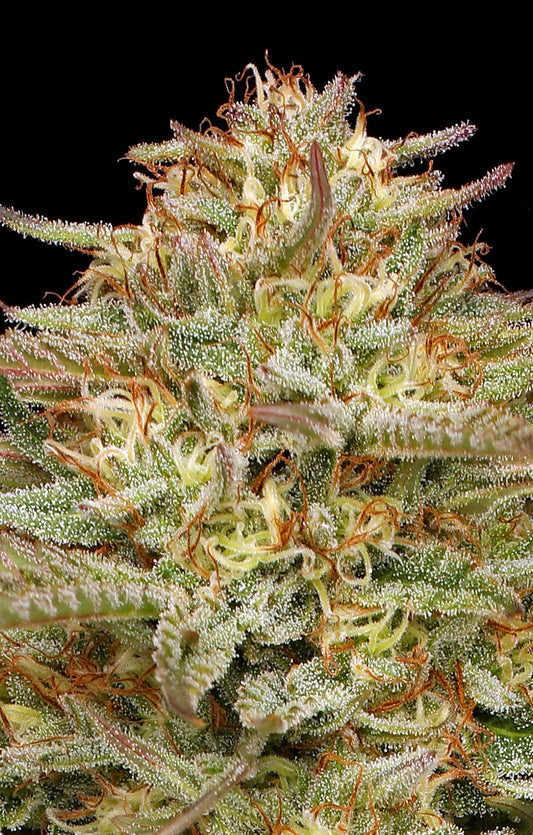 Orange Creampop (Helly Jelly x Orange Creamiscle Bx3) 5 seeds