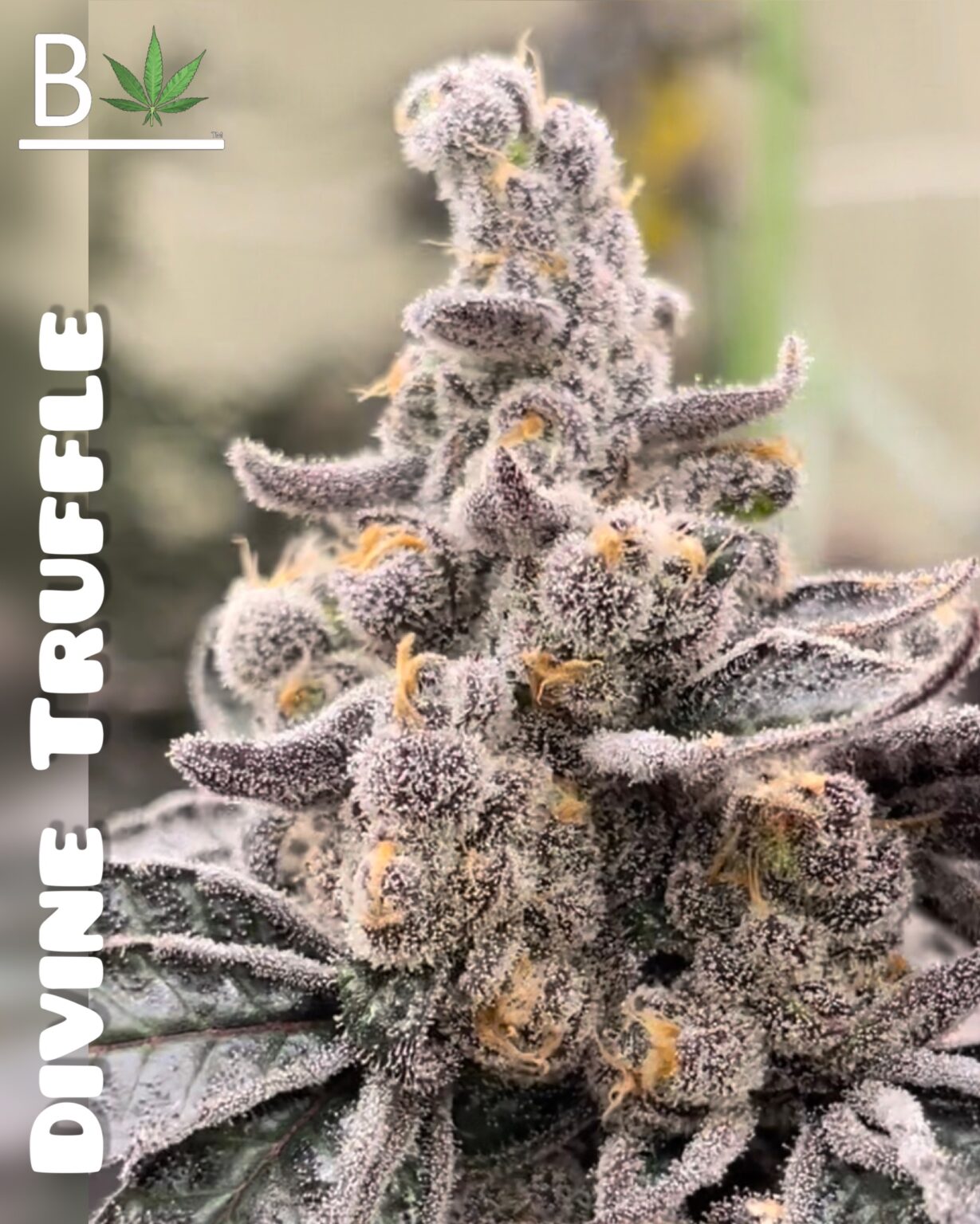 Divine Truffle (Divinity #35 x White Truffle) 3+1 seeds