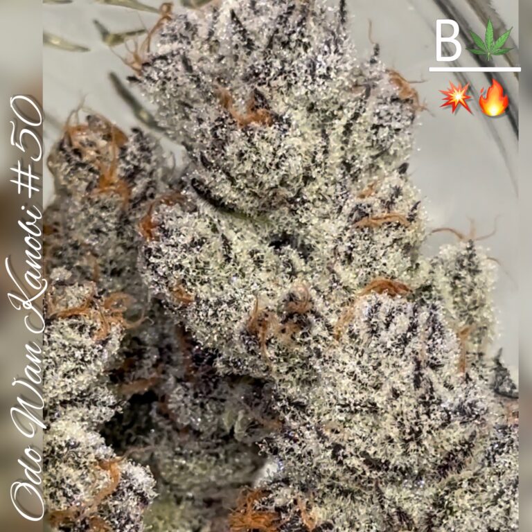 Odo Wan Kanobi #50 S1 fem seeds