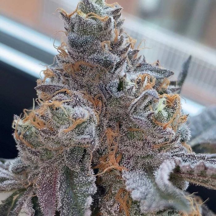 Pinata (Gelato #41 x Runtz) 7 seeds + 3 Zunami
