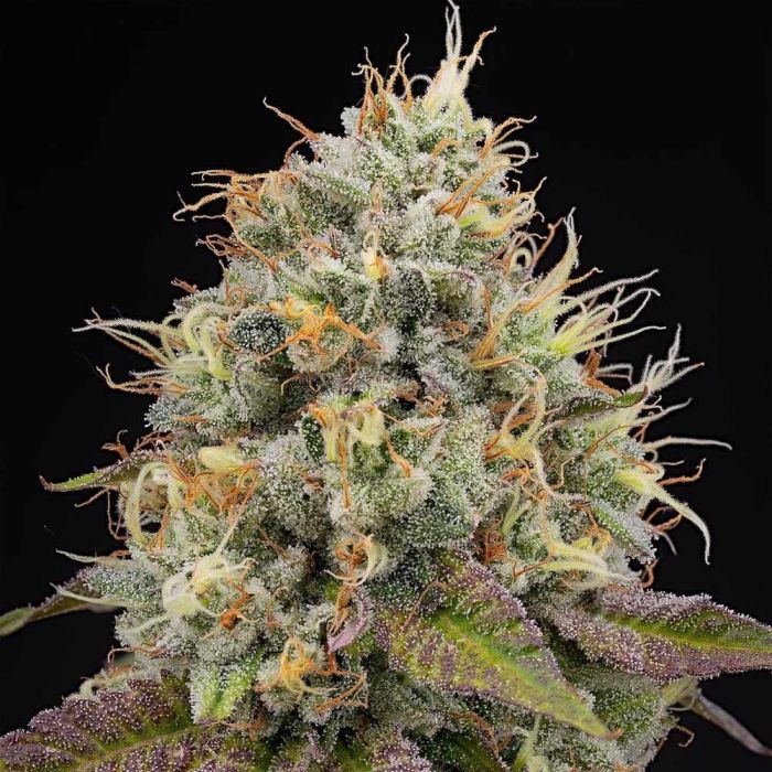 Pinata (Gelato #41 x Runtz) 7 seeds + 3 Zunami