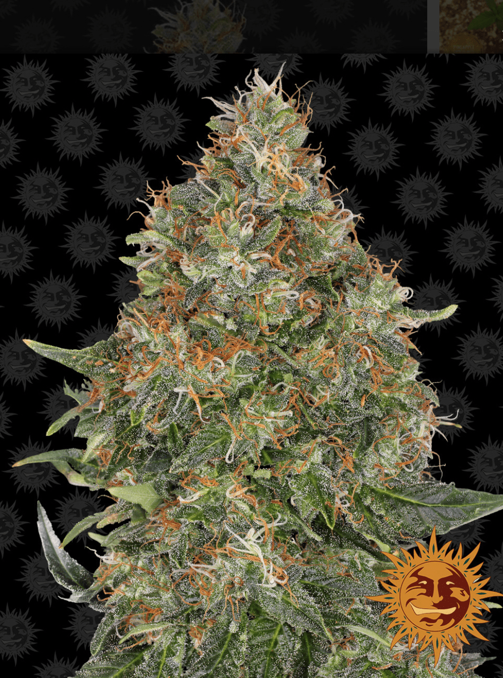 Pineapple Express Auto - Gas Station