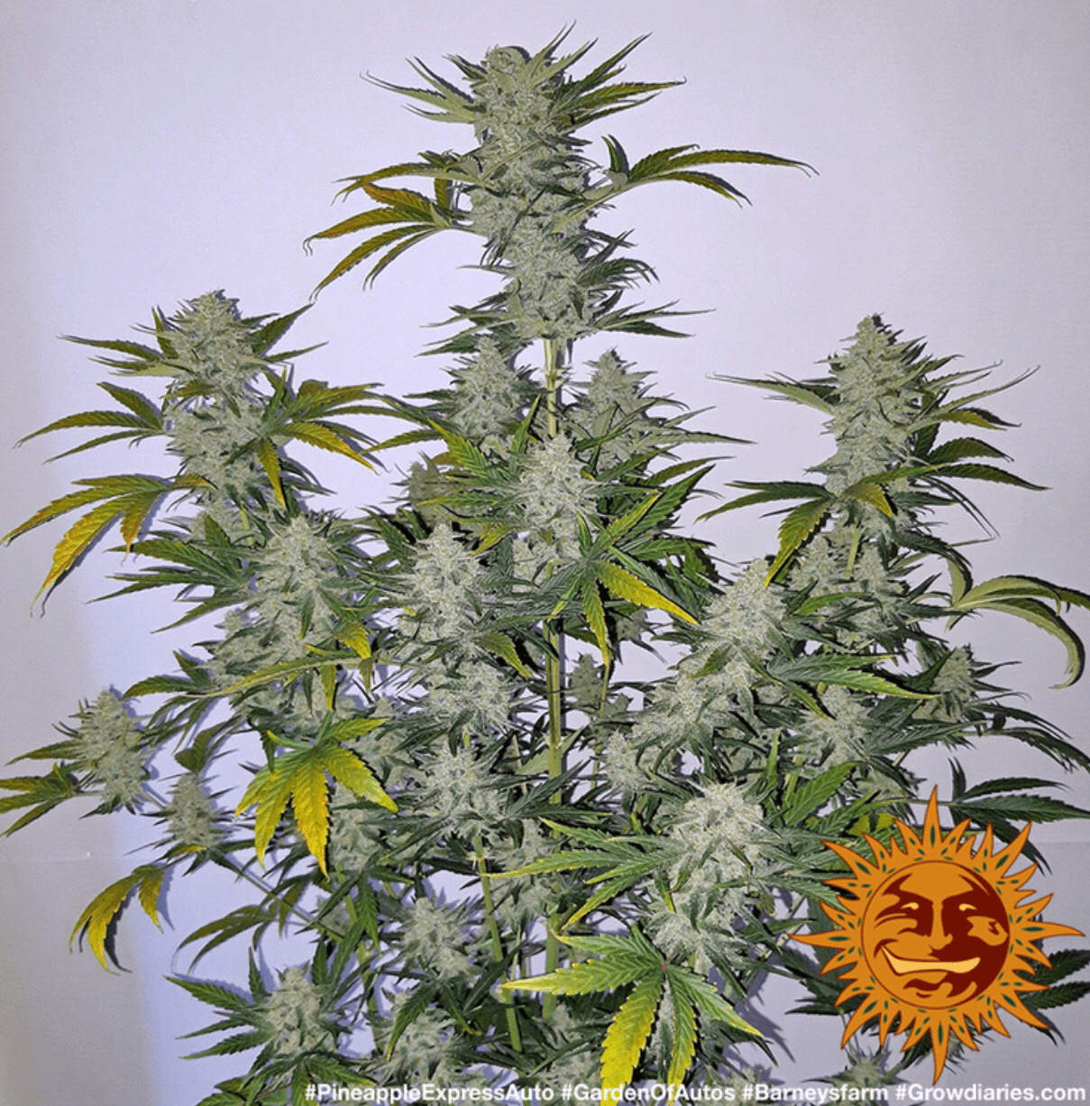 Pineapple Express Auto - Gas Station