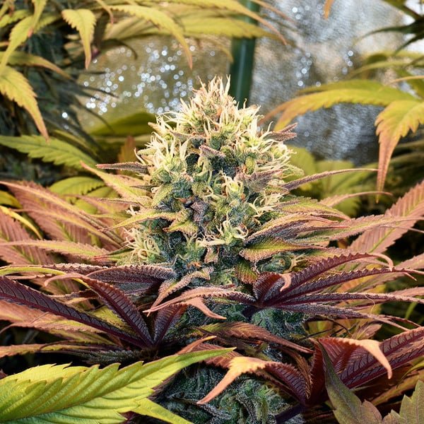 Pineapple Kush - Gas Station