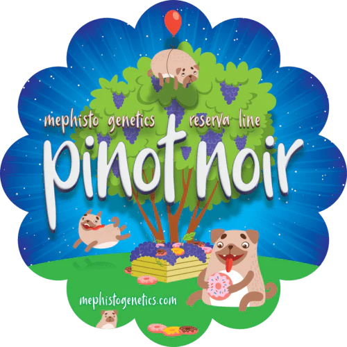Pinot Noir Auto (Double Grape x Creme de la Chem) 3-Pack