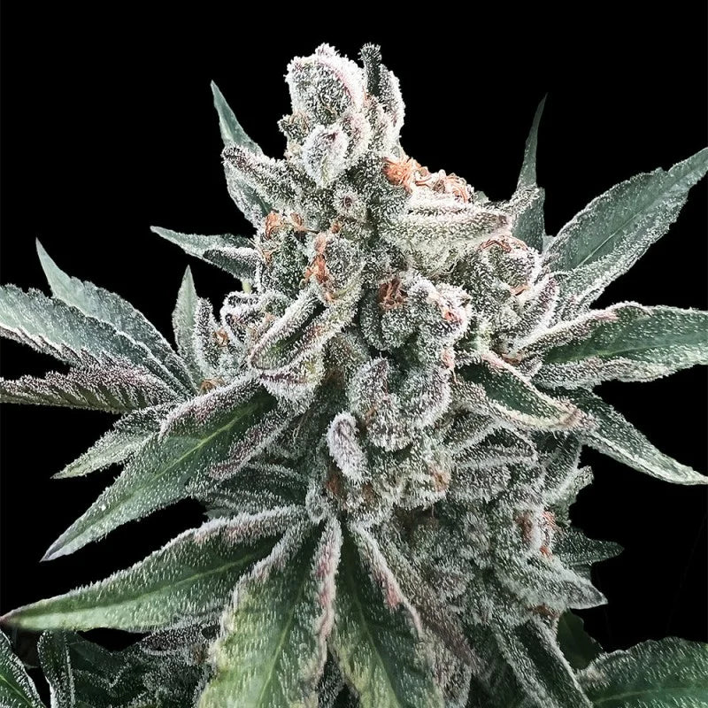 Polar Gelato Auto (Polar Gelato x Bacio Gelato Auto) 3 seeds | Sherbinskis