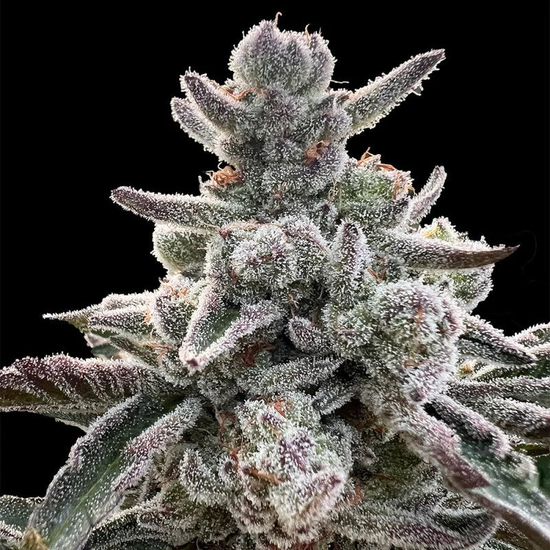 Polar Gelato (Bacio Gelato x Sunset Sherbet) 3 seeds | Sherbinskis