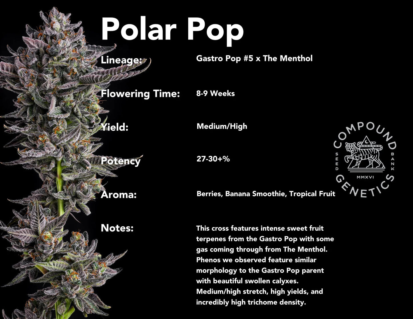 Polar Pop 7+1 - Gas Station