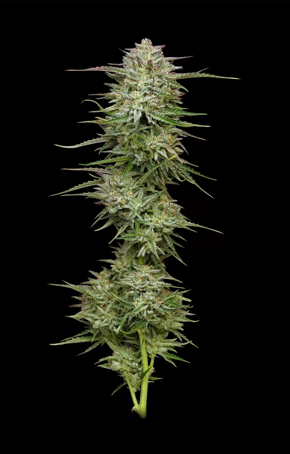 Pound Town Auto (Magic Melon Auto x Sour Apple Auto) 5-Pack