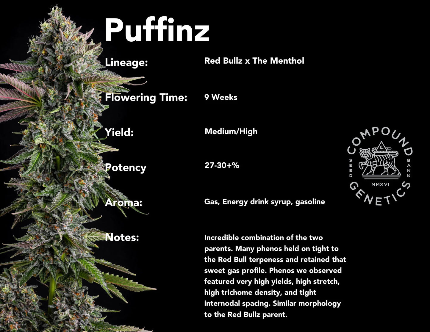 Puffinz 7+1 - Gas Station