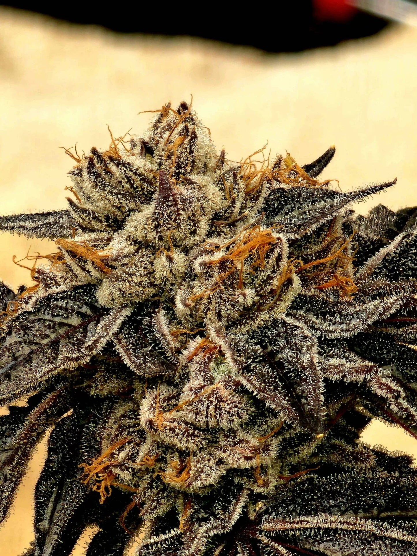 Purple Limeade (Chem D x Grand Daddy Purple x Limecai) 6 - Pack + 6 Freebies of Sour D x Zoda - Gas Station
