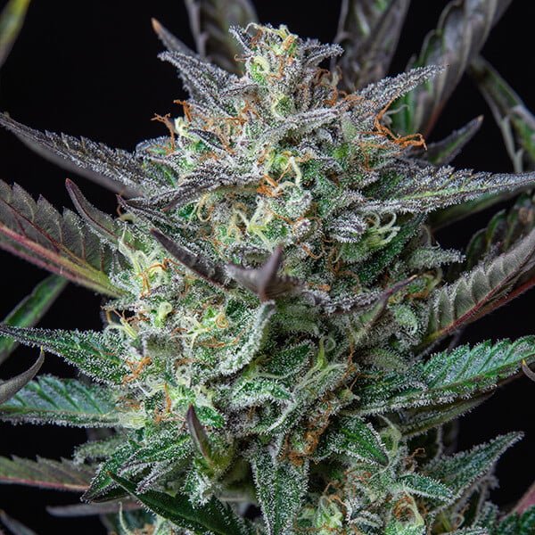 Purple Punch Auto - Gas Station
