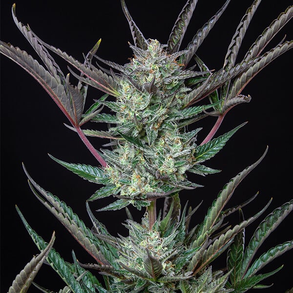 Purple Punch Auto - Gas Station
