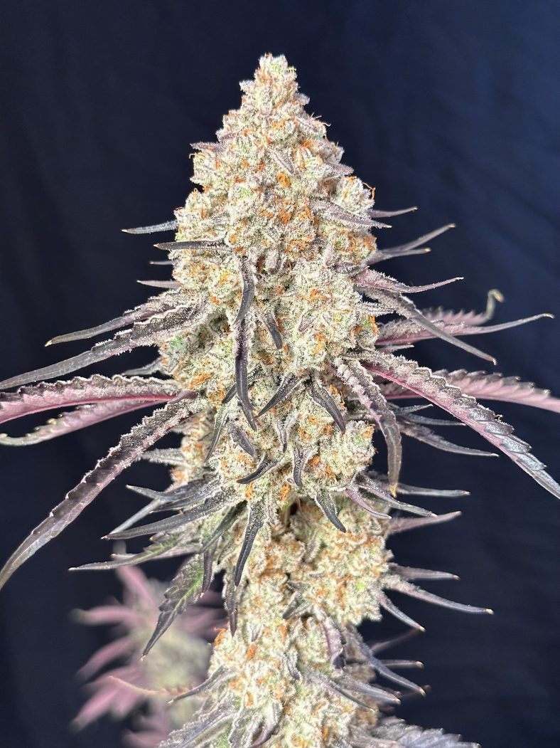 Purple Magnolia (Spanish Moon x Grape Diamonds) 5-Pack