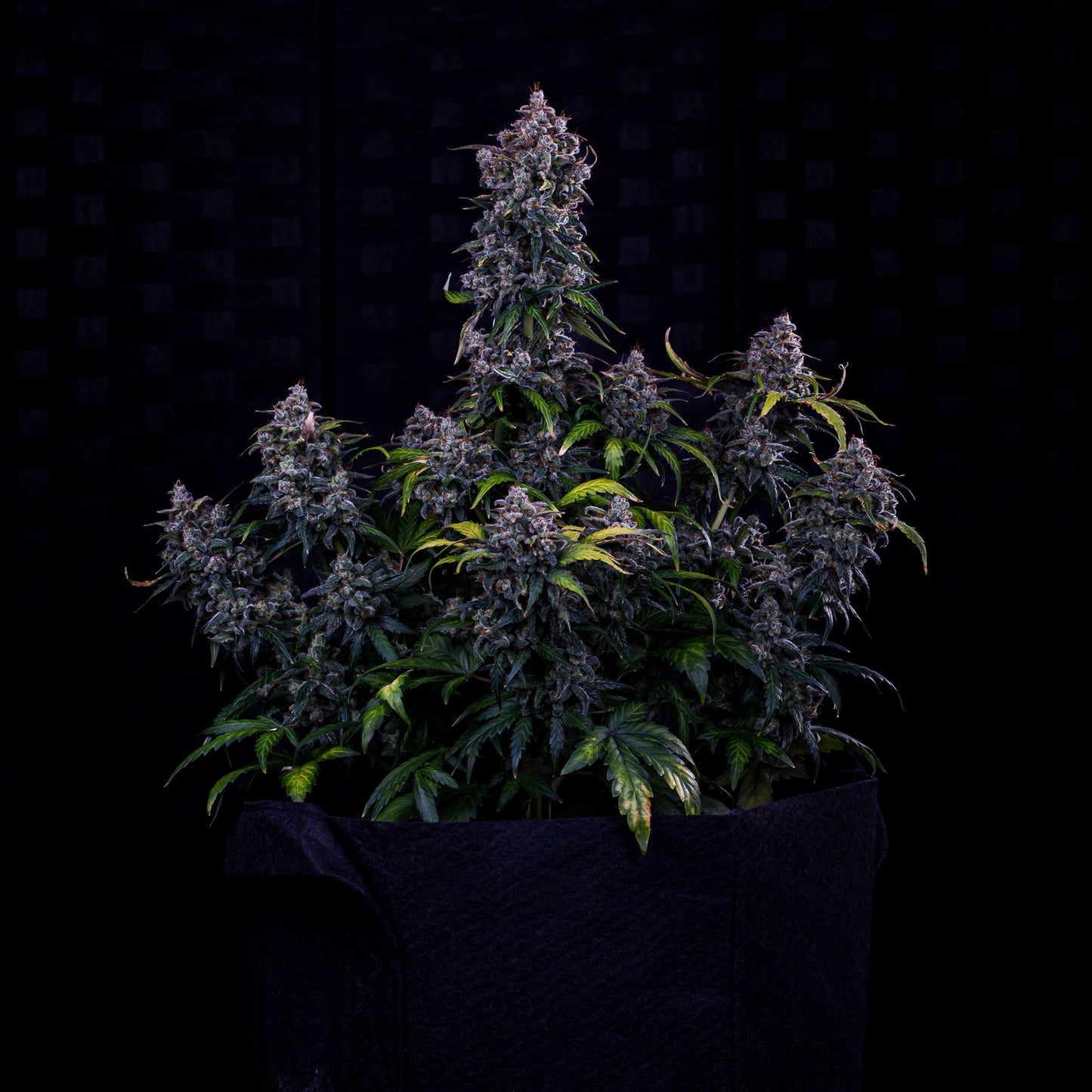 Ravenberry Auto (Jammy Dodgers x Creme De La Chem) 3-Pack