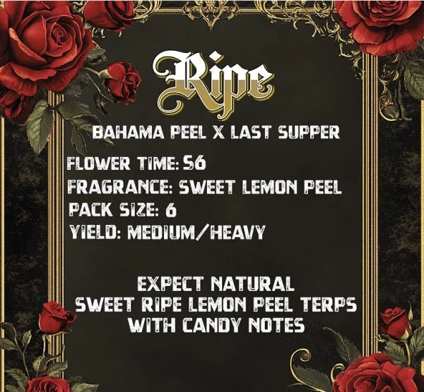 RIPE (BAHAMA PEEL X LAST SUPPER) 6 seeds