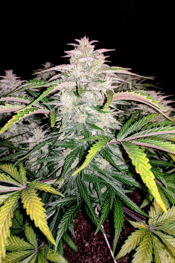 CBD Auto 20:1 5-Pack + 1 Gorilla Zkittlez Auto