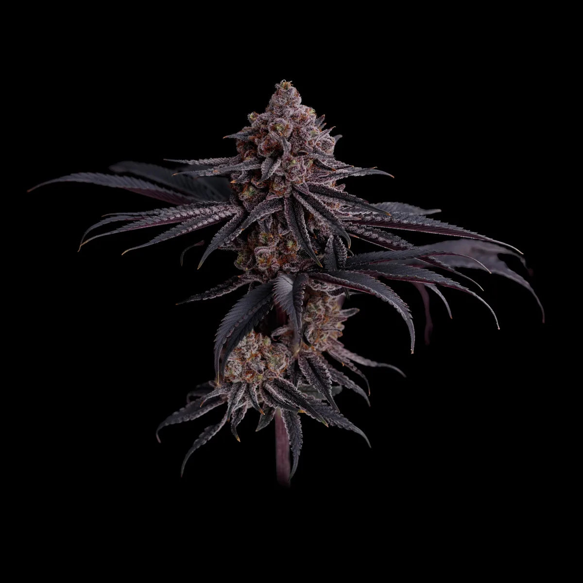 Watermelon Emoji s1 ((Watermelon Z x Mr. Big Runtz) 10 seeds