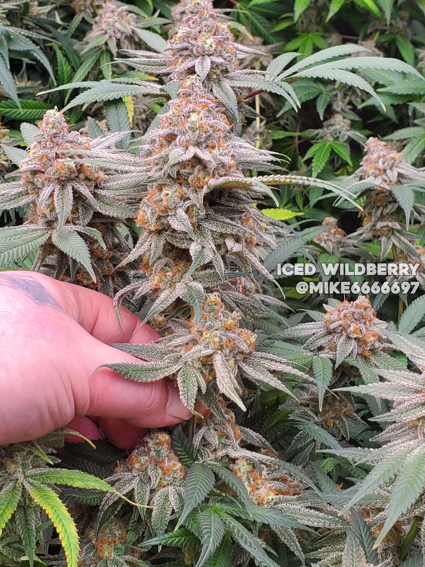 Iced Wildberry (Banana Butter Cups x Purple Punch) 5-Pack