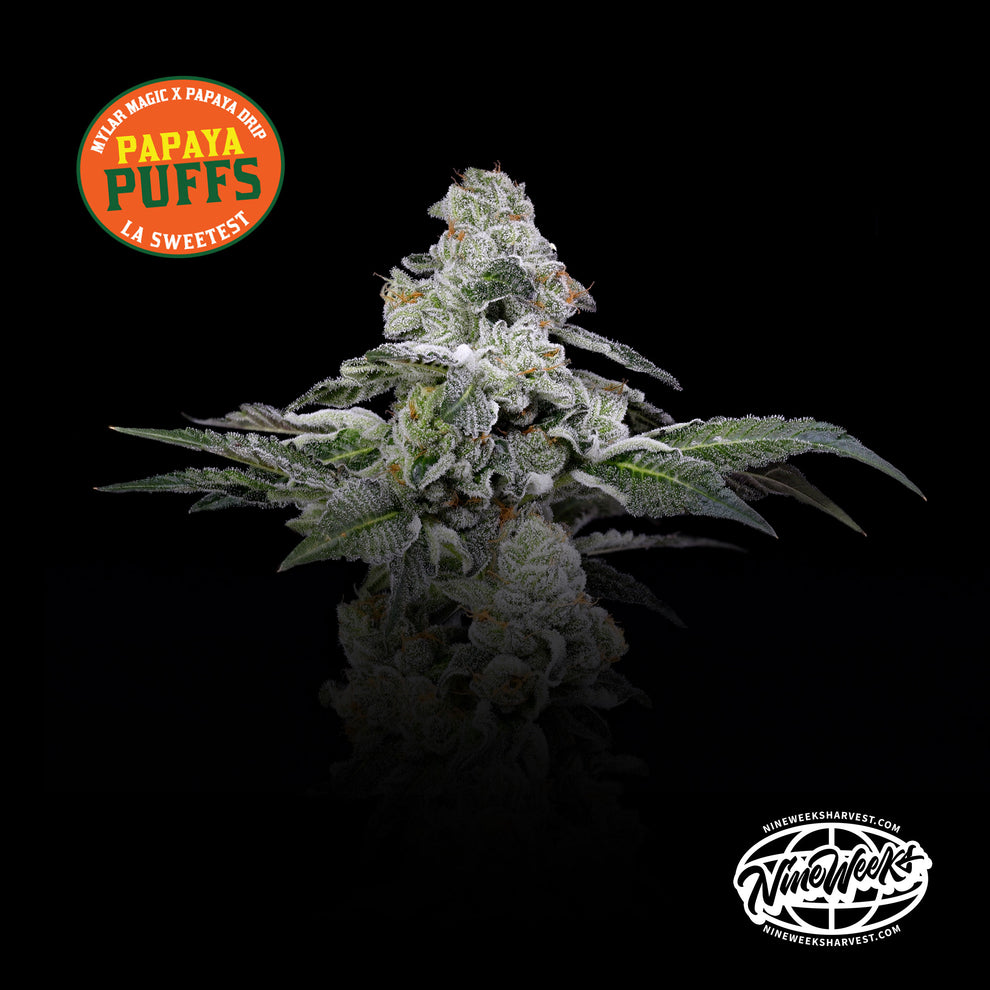 Papaya Puffs (Mylar Magic x Papaya Drip) 3-Pack