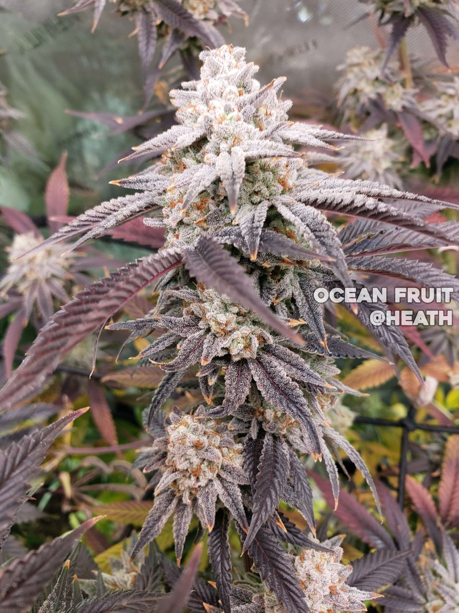 Ocean OG (Tahoe OG x Ocean Fruit) 5-Pack