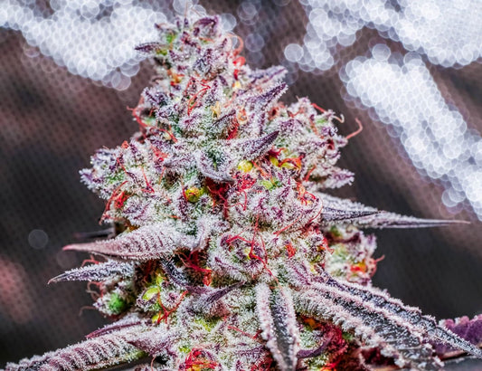 CandyLand V2 s1 10+ feminized seeds