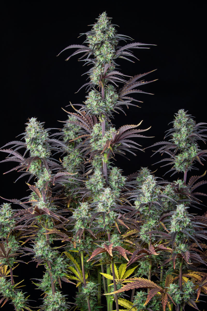 Mimosa Cake Auto 5-Pack + 1 Gorilla Zkittlez