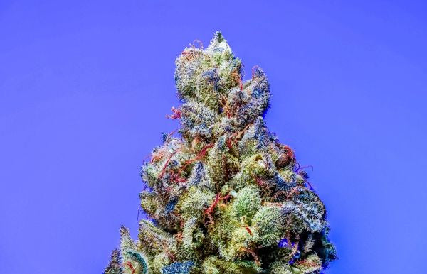 Blue Lobster S1 10 seeds