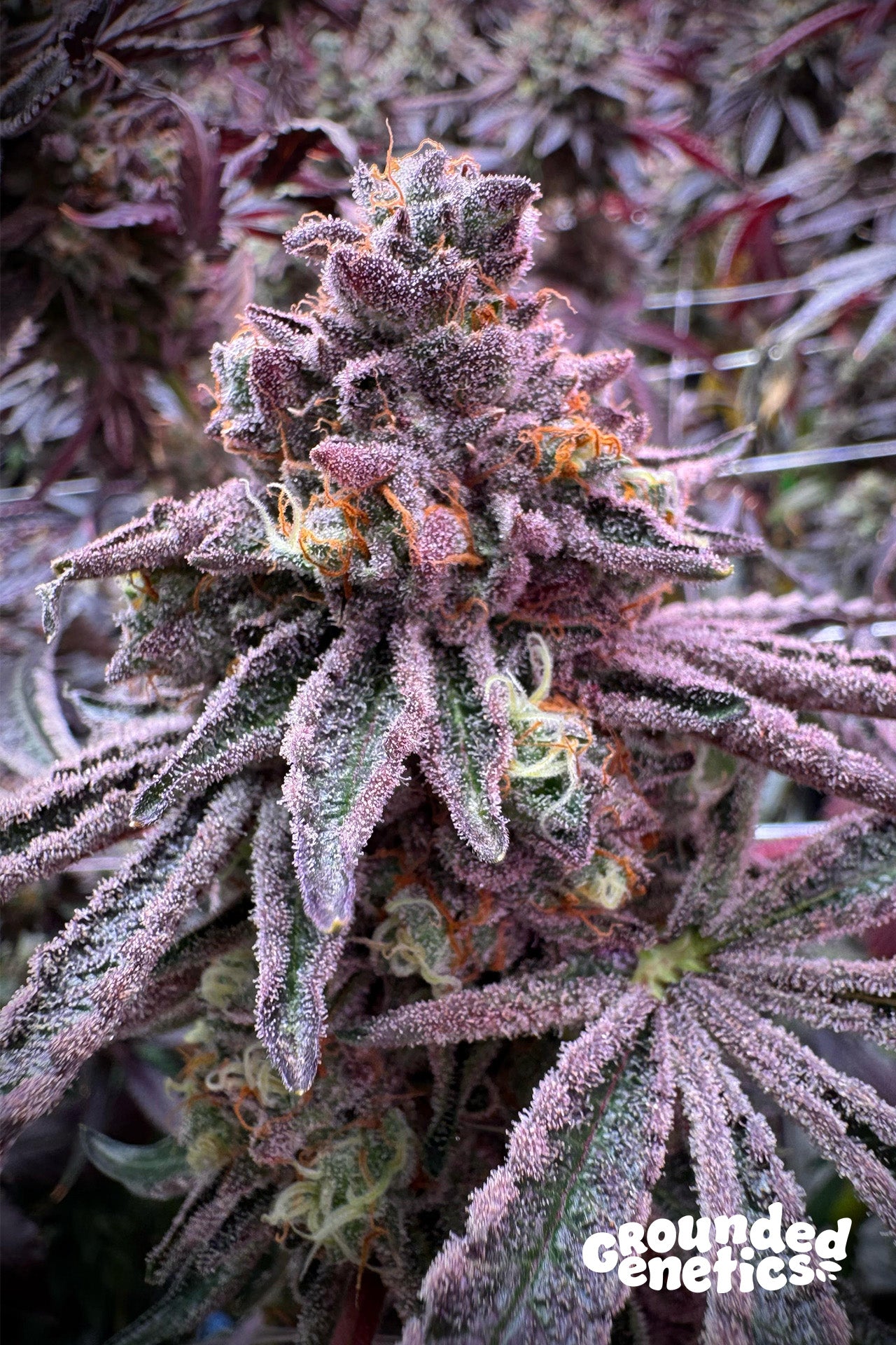 SOUR BLUCCI (Sour D x RS11) x Blucci 7-Pack + 2 Pineapple Squeeze + 2 Pink Poochie