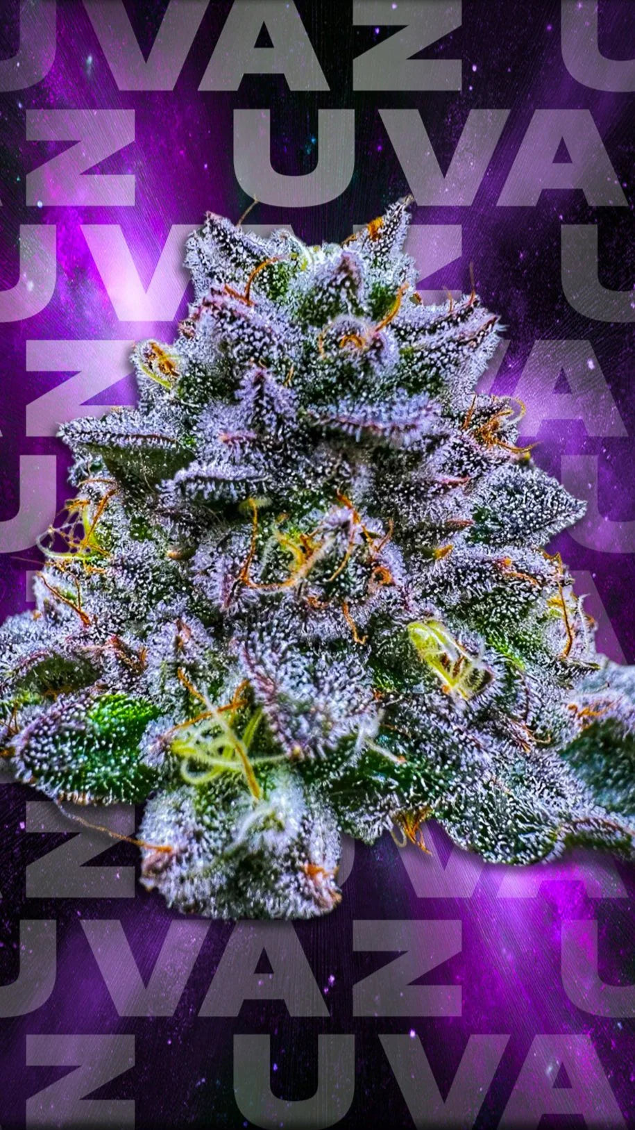 UVAZ (DULCE DE UVA x ZANGRIA) 7-Pack FEM