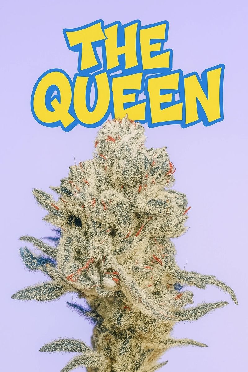 The Queen S1 10+ feminized seeds