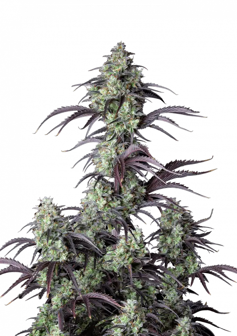 Mimosa Cake Auto 5-Pack + 1 Gorilla Zkittlez