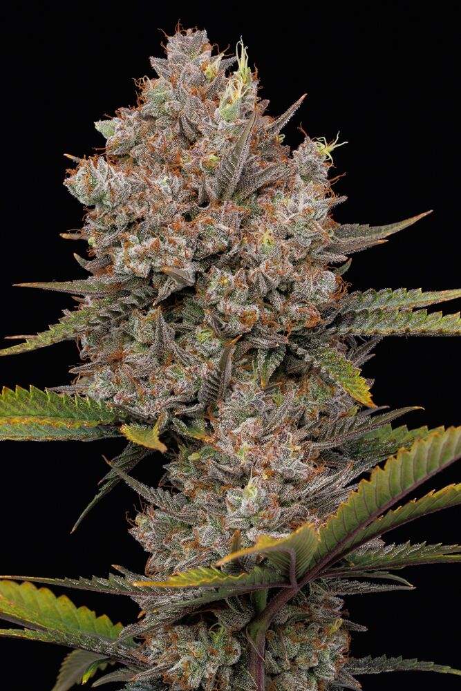 Hella Jelly Autoflower (Hella Jelly x Jelly Donutz Auto) 5 seeds