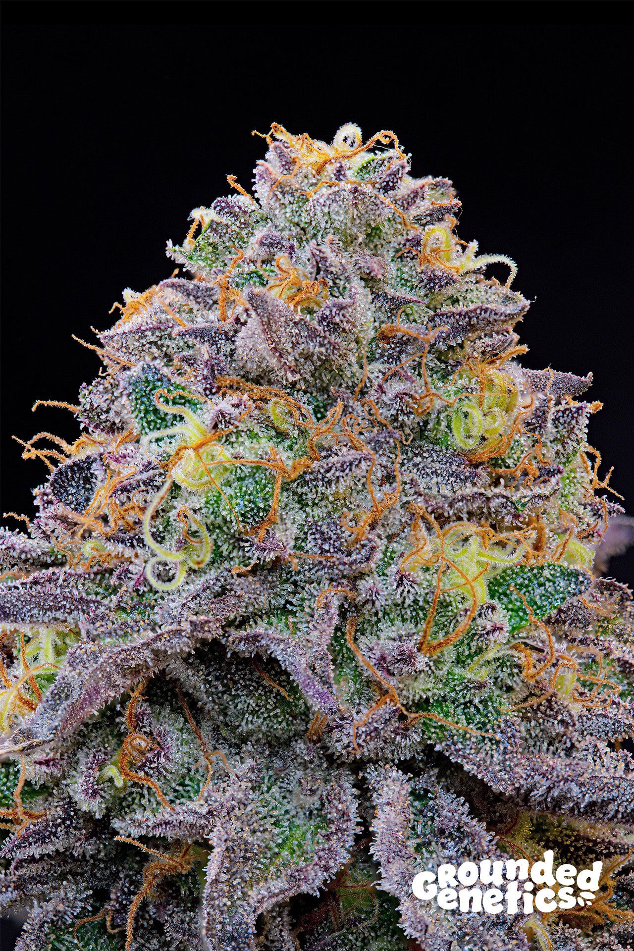BLUE GELONADE (Caviar Lime x Blucci) 7-Pack + 2 Pineapple Squeeze + 2 Pink Poochie