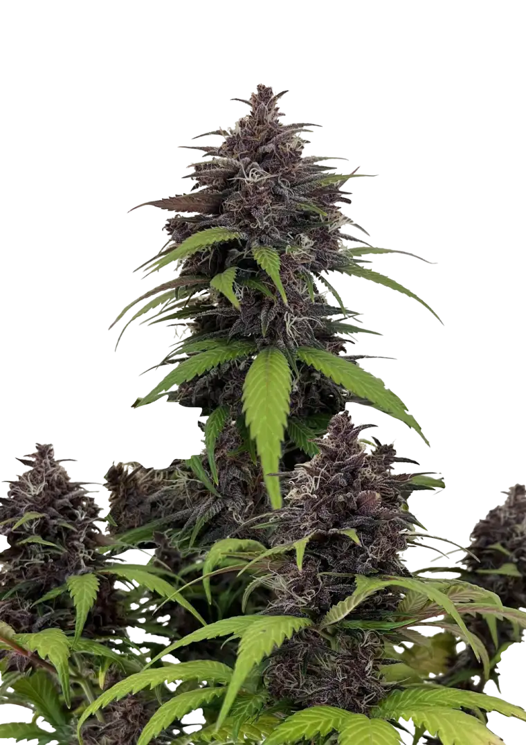 Purple Haze Automatic 5-Pack + 1 Gorilla Zkittlez