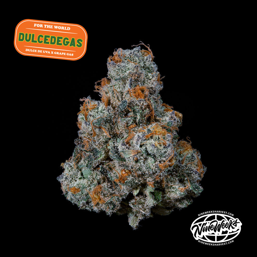 Dulce de Gas (Dulce de Uva x Grape Gas) 3-Pack