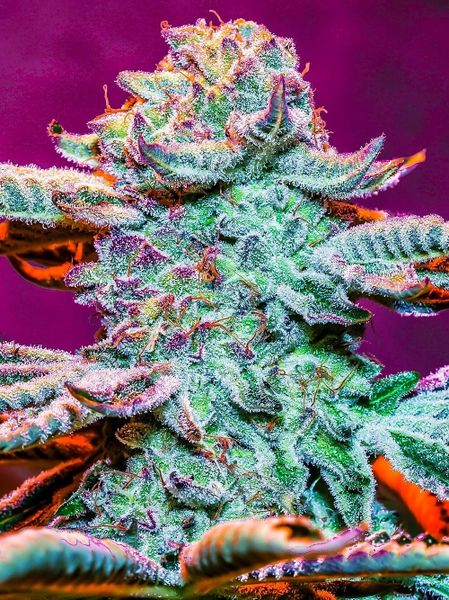 Mr.Big Stuff (Mac1 x Gary Payton) 10+ feminized seeds