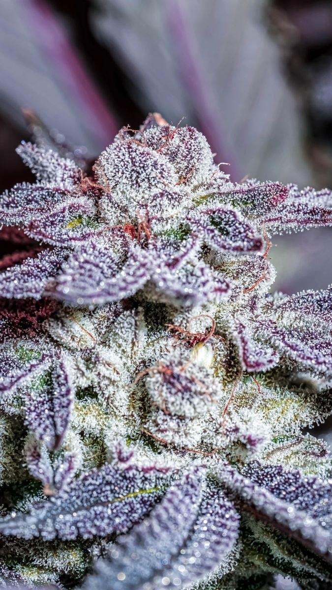 Ice Storm s1 10+ feminized seeds