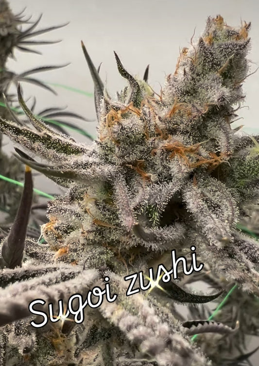 SUGOI ZUSHI (BLUE ZUSHI X SUGAR CANE) fem seeds