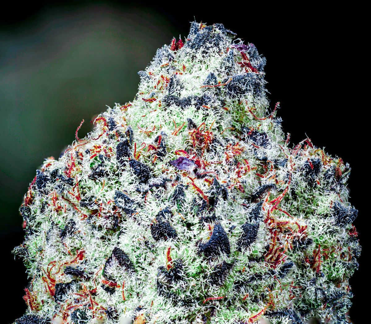 Candyman s1 (Watermelon Runtz "Copies Cut " x Oreo Big Stuff "Copies High Times Legend cut") 10 seeds