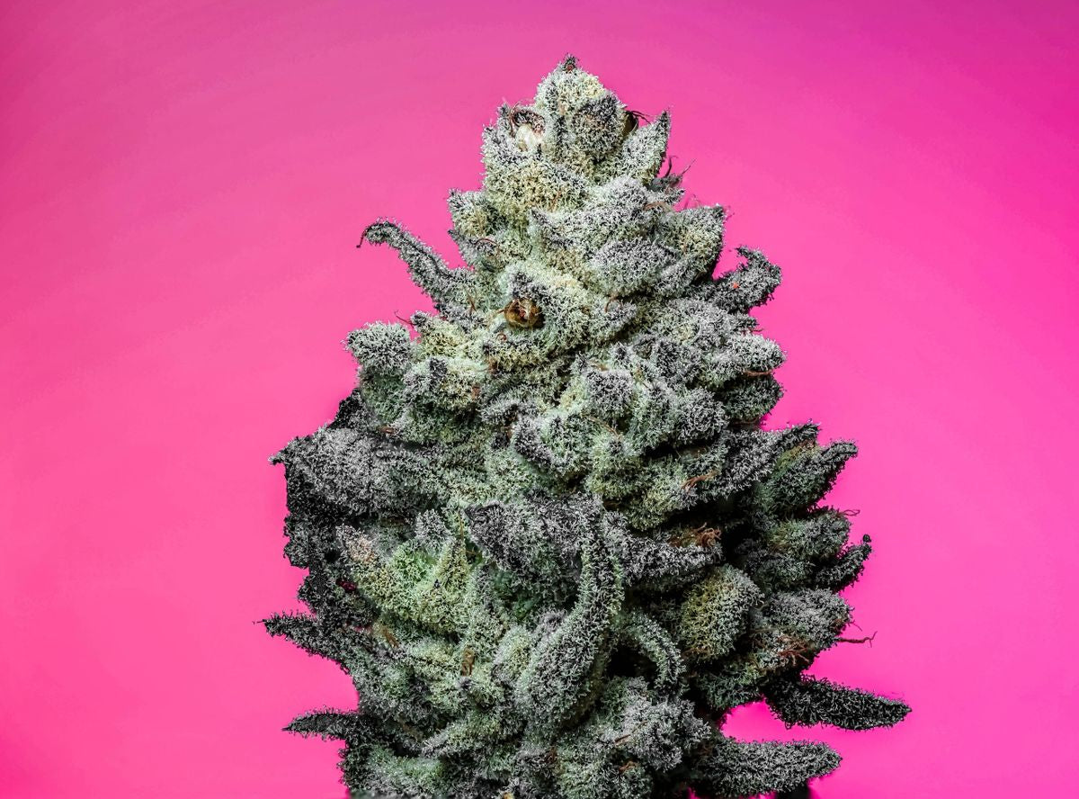 Snow Ball s1 10+ feminized seeds