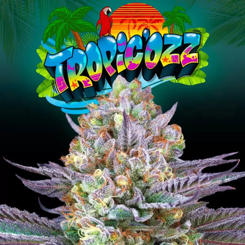 Tropic'ozz (Tropicanna Cherry x Peach Ozz) 6-Pack + 3 LH2P