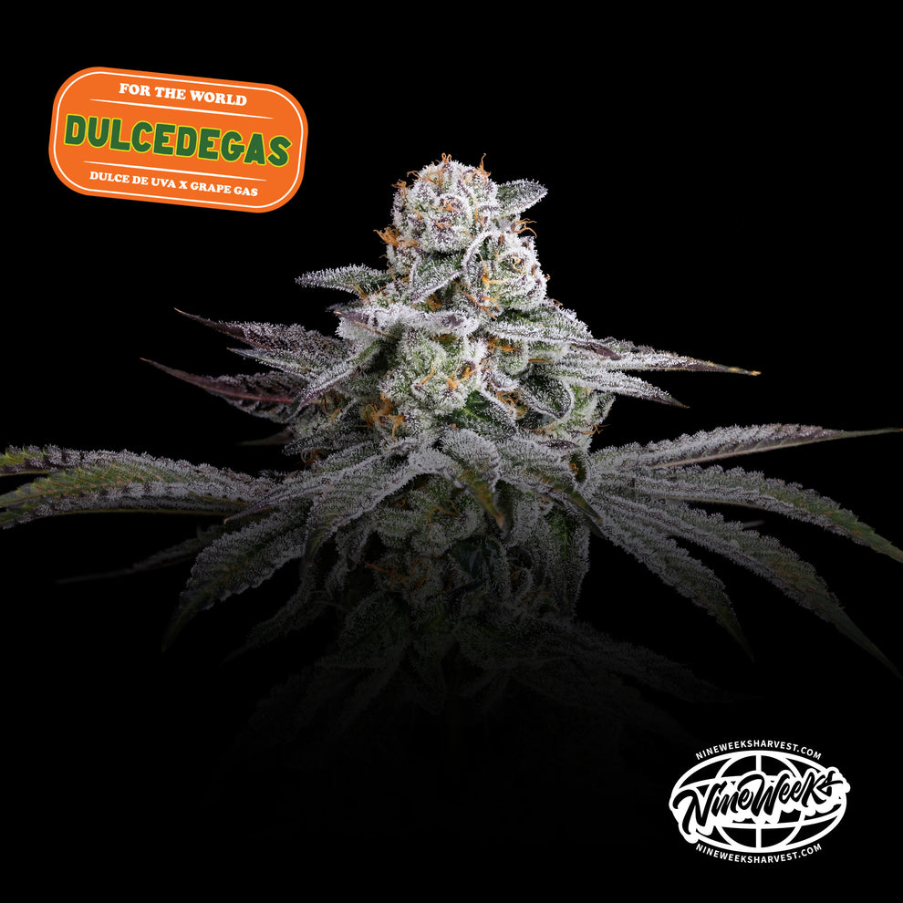 Dulce de Gas (Dulce de Uva x Grape Gas) 3-Pack