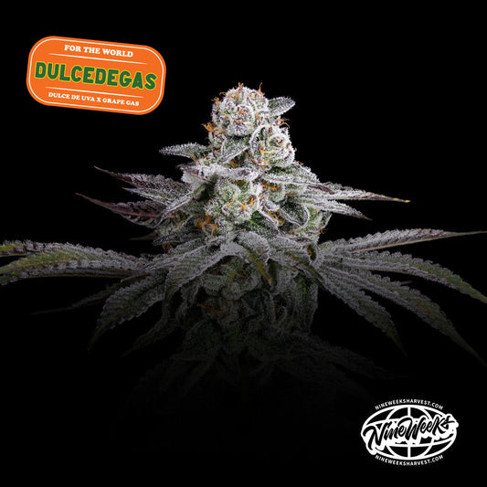 Dulce de Gas (Dulce de Uva x Grape Gas) 3 seeds