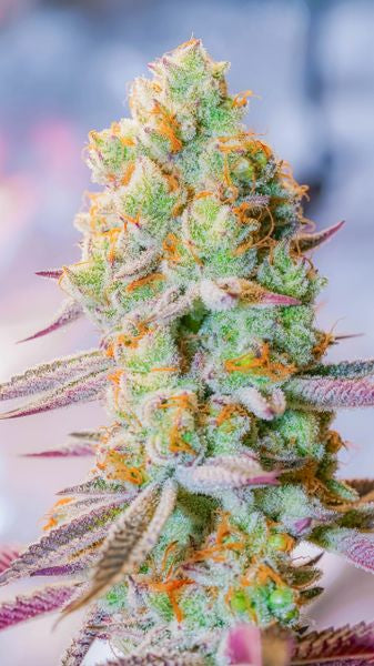 Nectarine Dream s1 10+ feminized seeds
