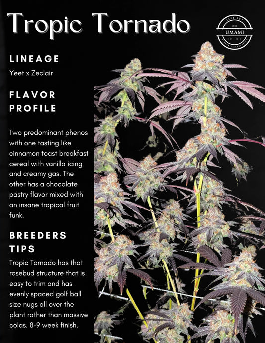 Tropic Tornado (YEET x ZECLAIR) 6 seeds + 3 London Zoda x Limecai