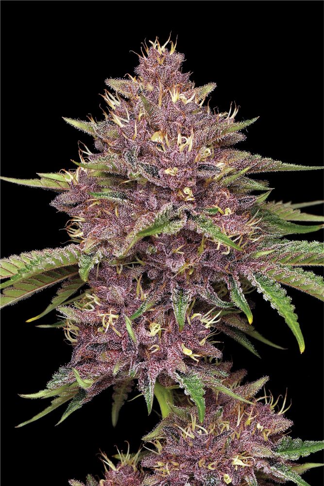 Purpz (Garlic Budder x GMO x CF-50) 5 seeds